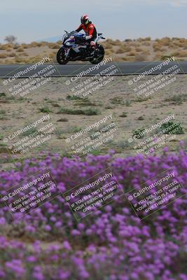 media/Jan-14-2023-SoCal Trackdays (Sat) [[497694156f]]/Turn 14 Exit Bloomig (145pm)/